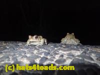 /home//u458753944/public_html/sourcegallery//Roxborough Toad Detour/2013-2019/2017/P4110729.JPG